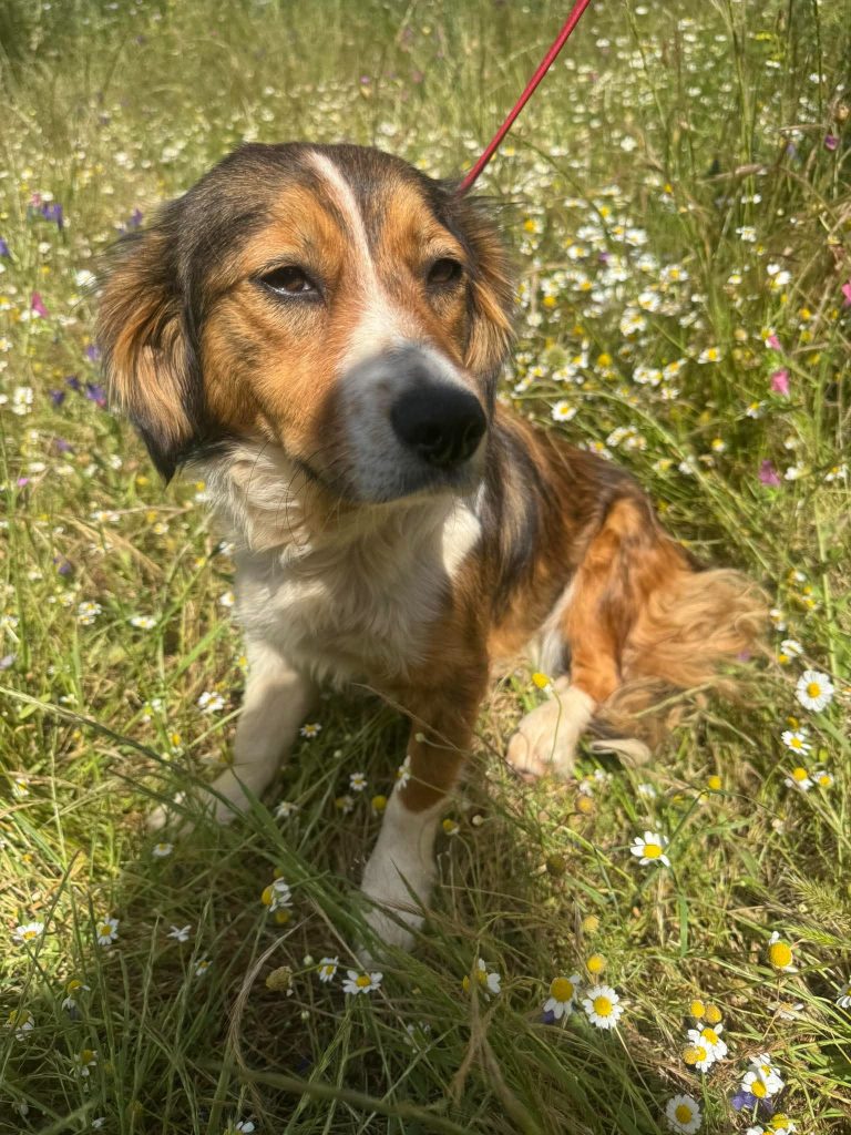 Lily