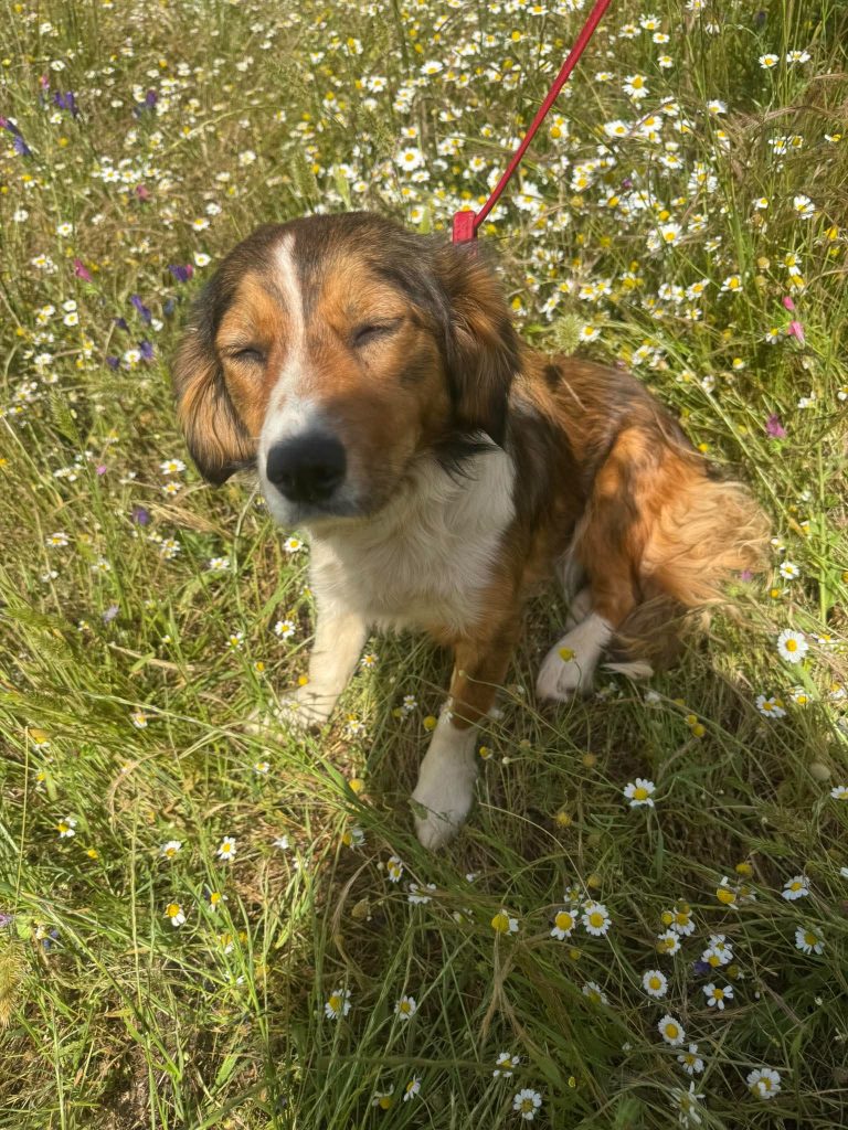 Lily