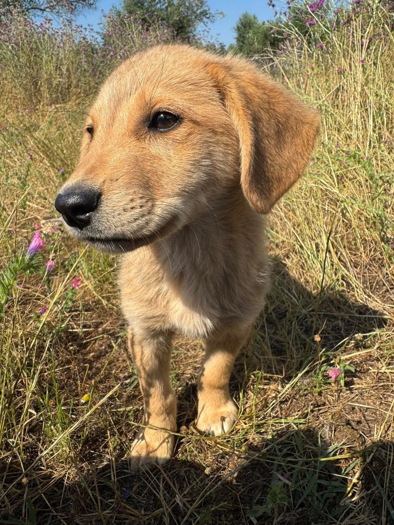 Dolly