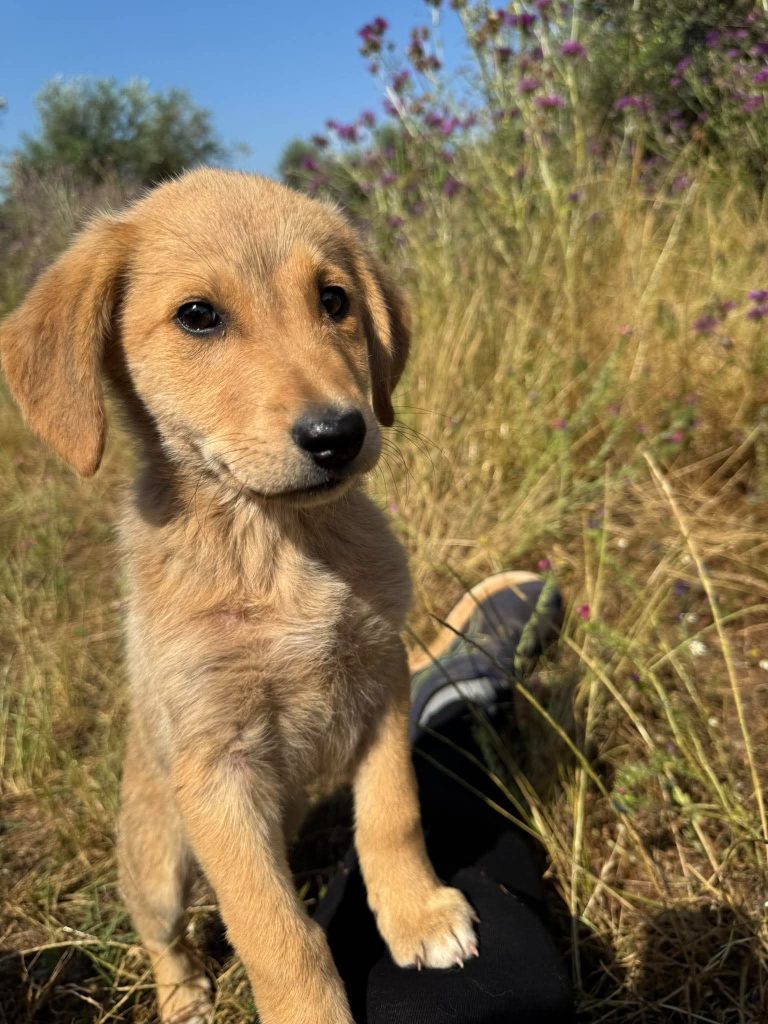 Dolly