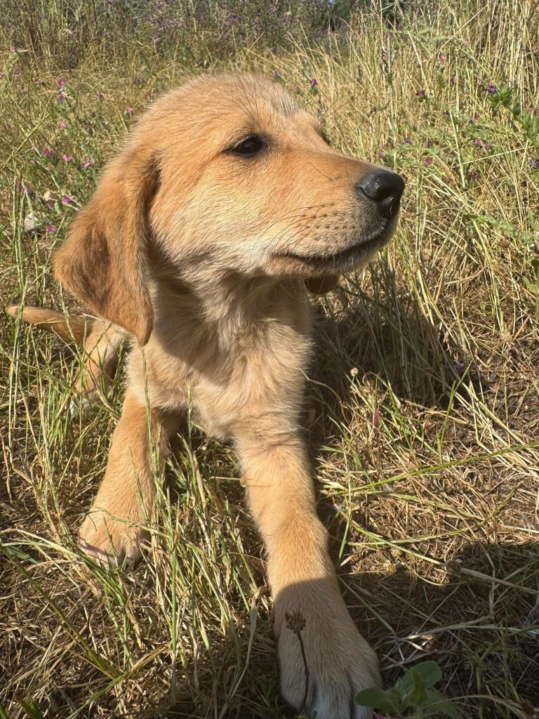 Dolly