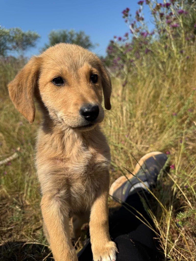 Dolly