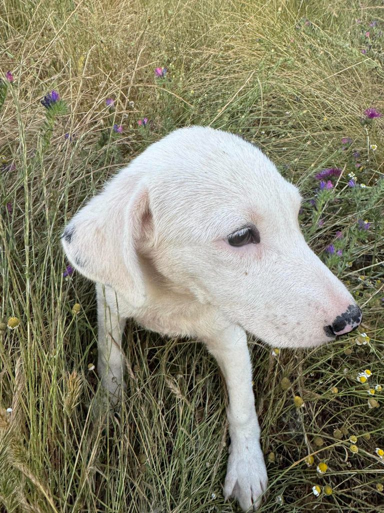 Sweet Pie