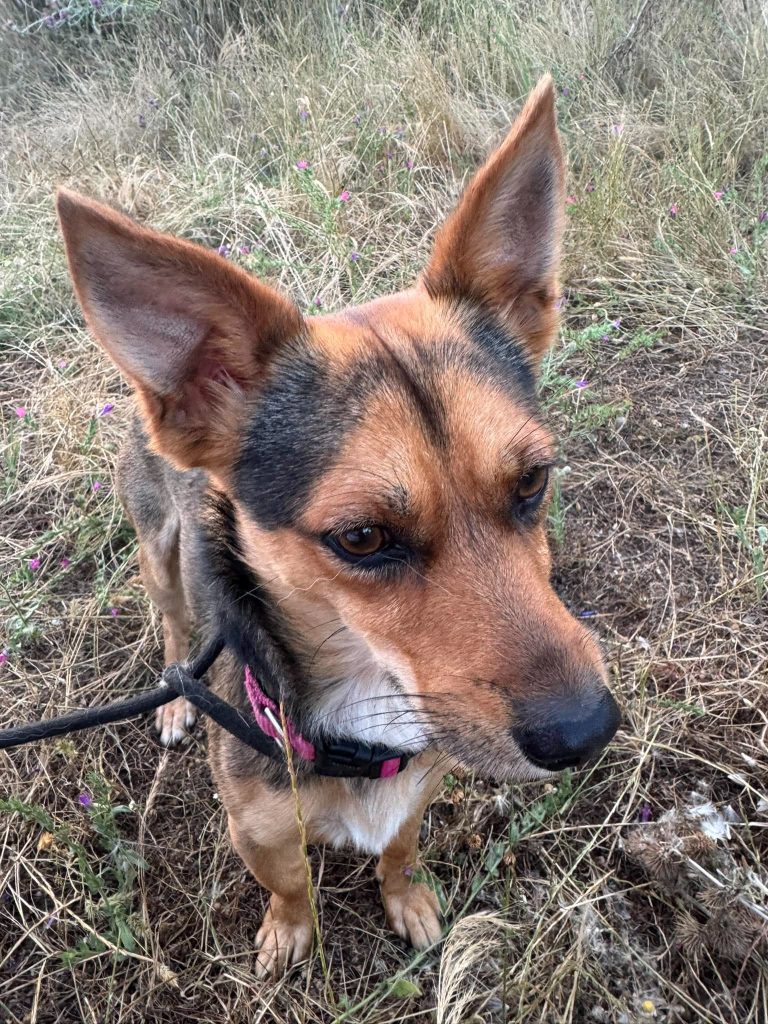 Max