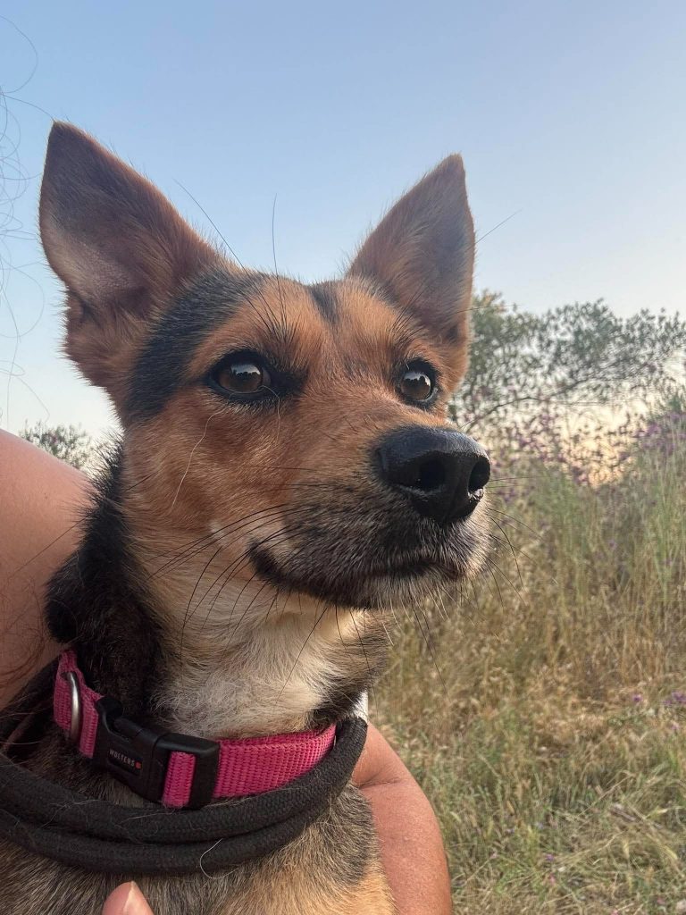 Max