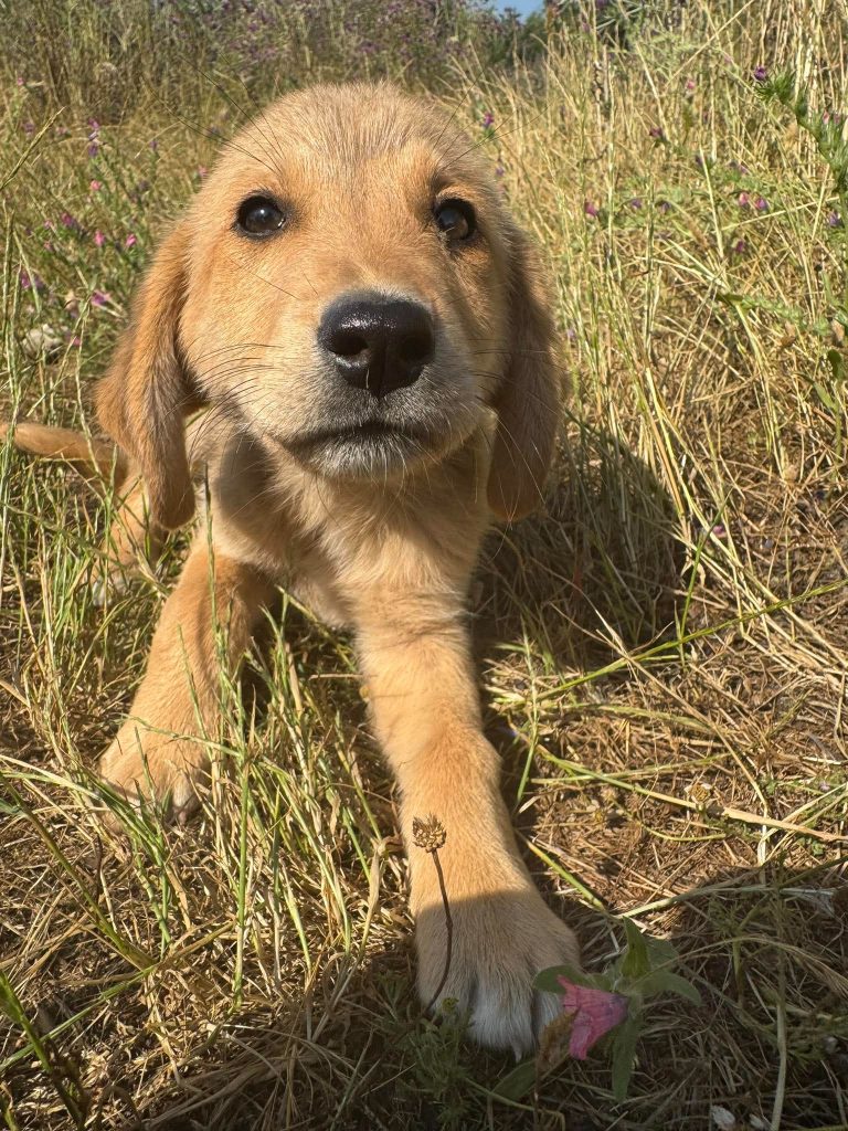 Dolly