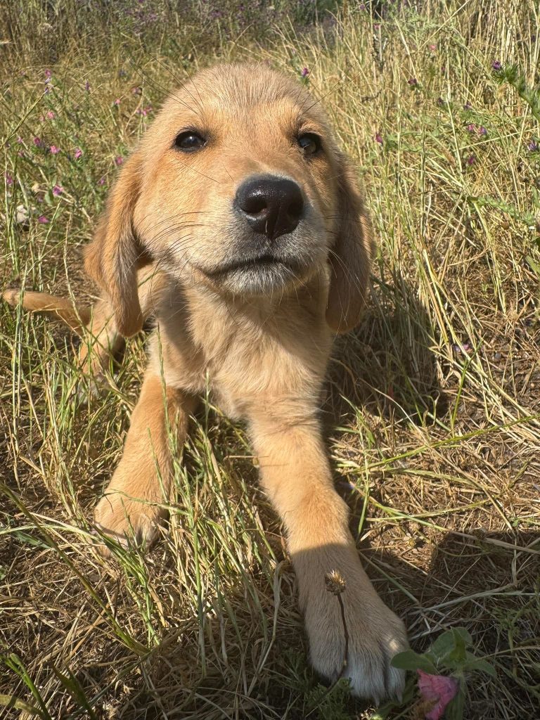 Dolly