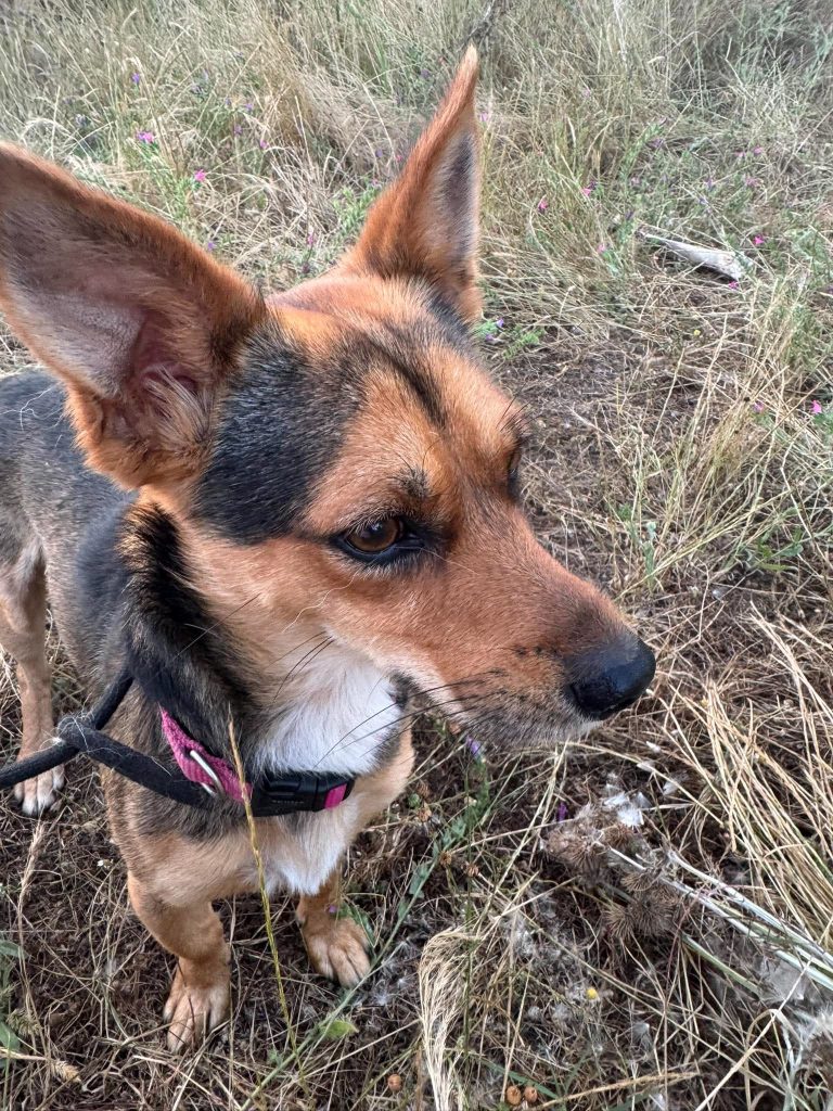 Max