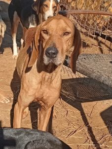 Hector 1