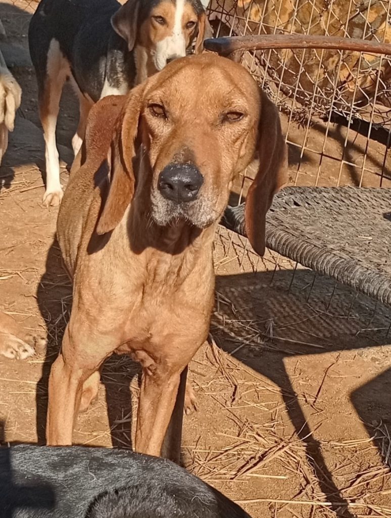 Hector 1