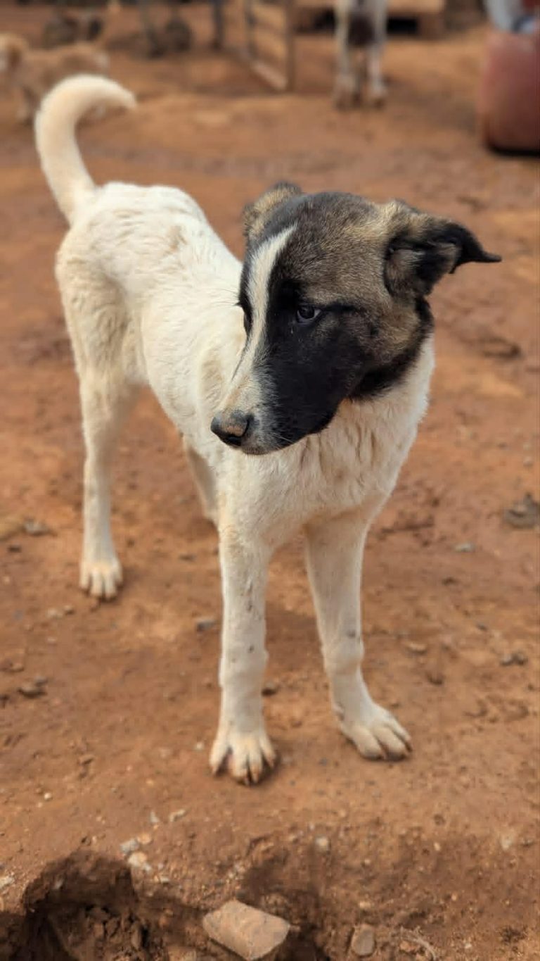 Nala
