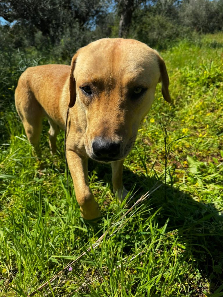 Wonderul ist ein hübscher Rüde, der sehr nett, ruhig und verträglich mit anderen Hunden ist Im Umgang mit Menschen hat er keinerlei Probleme. Wir glauben, dass er ein Zuhause hatte, aber leider hat ihn niemand zurückhaben wollen. Wonderful wiegt 27,7 kg und ist 67 cm groß.