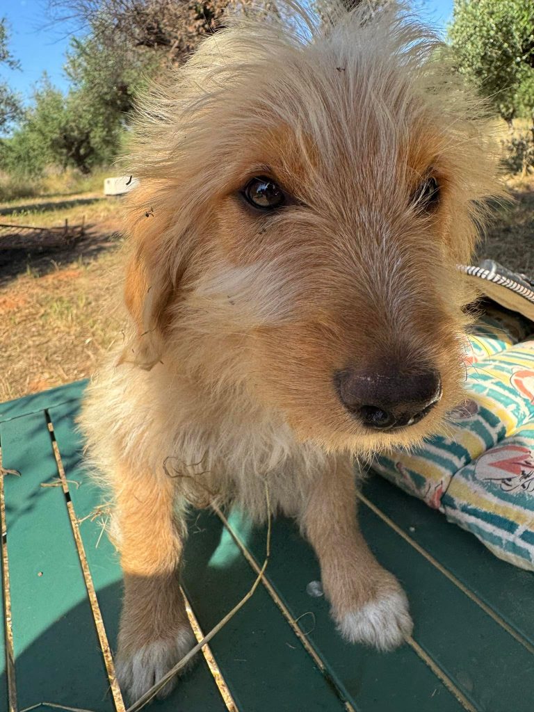 Fifi