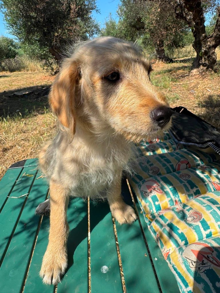 Tedi