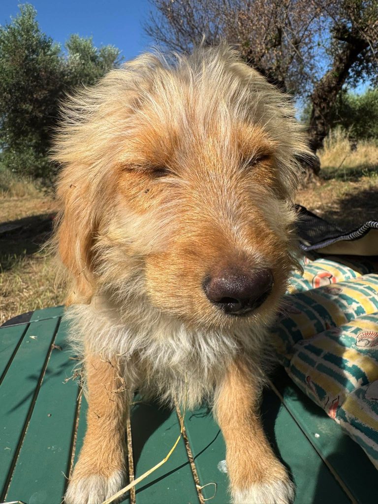Fifi