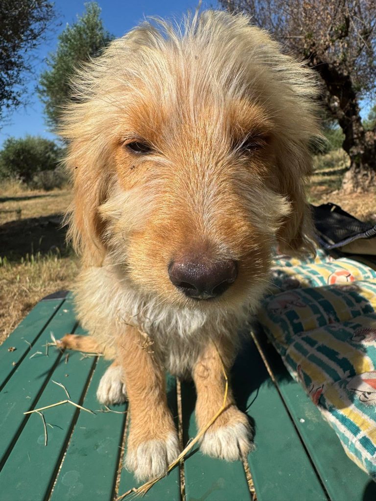 Fifi