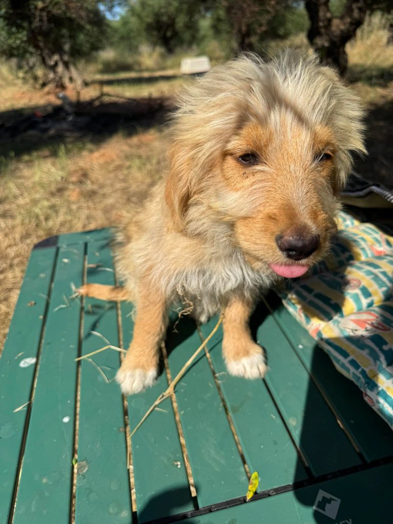 Fifi