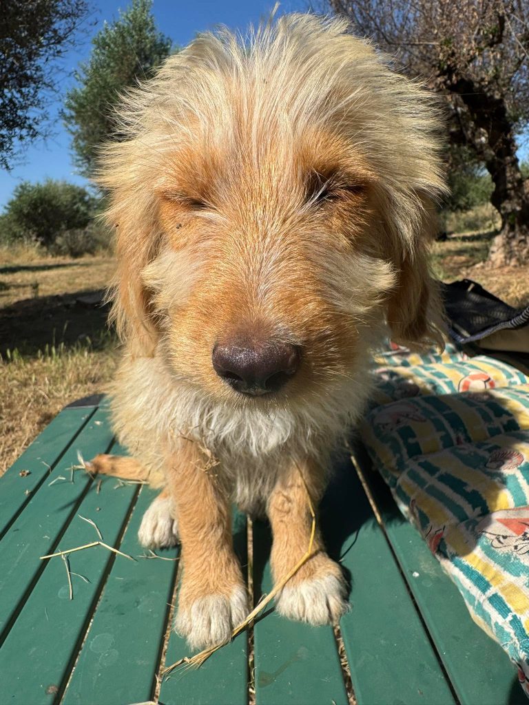 Fifi