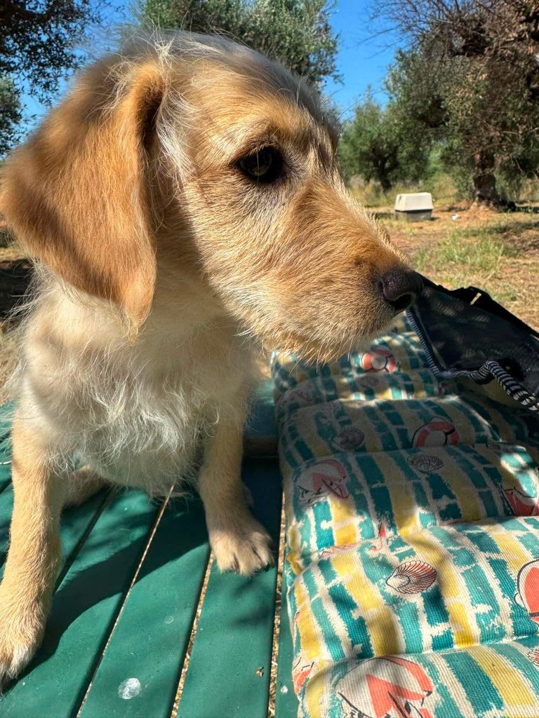 Tedi