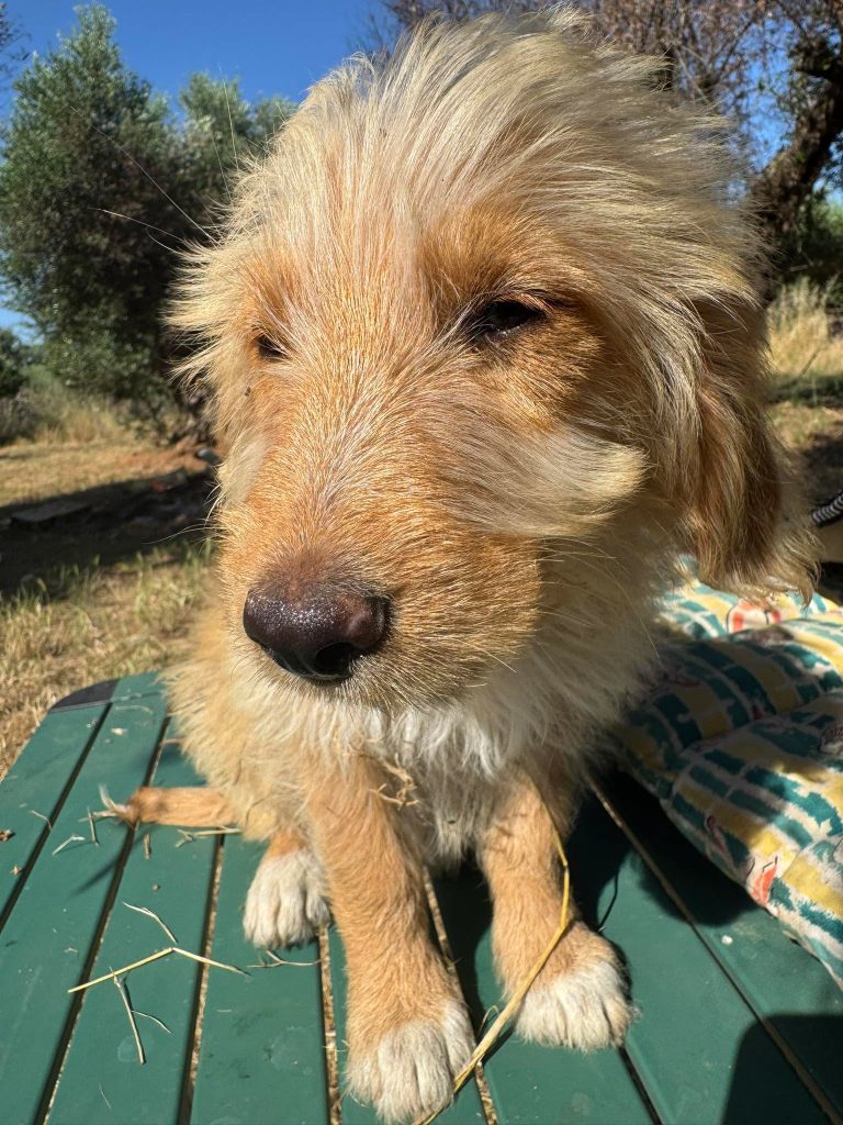 Fifi