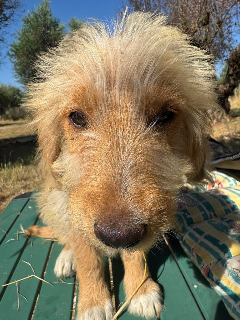 Fifi