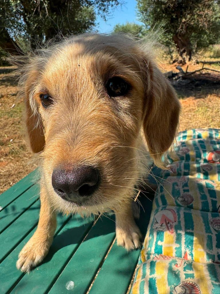 Tedi