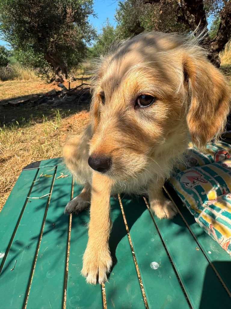 Tedi