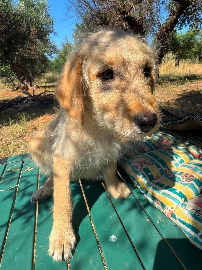 Tedi