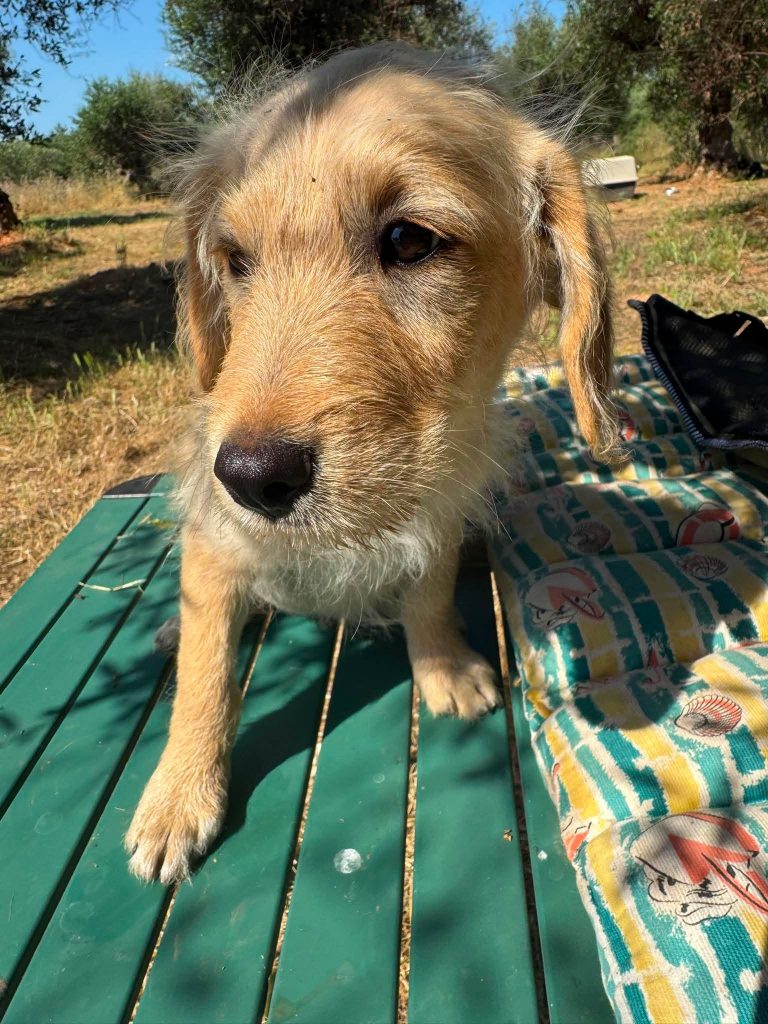 Tedi