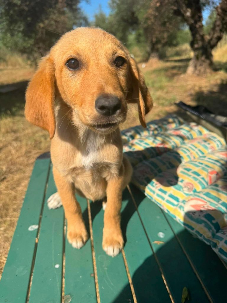 Molly