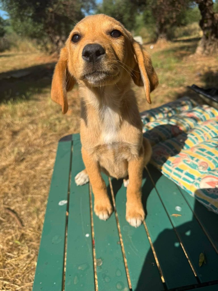 Molly
