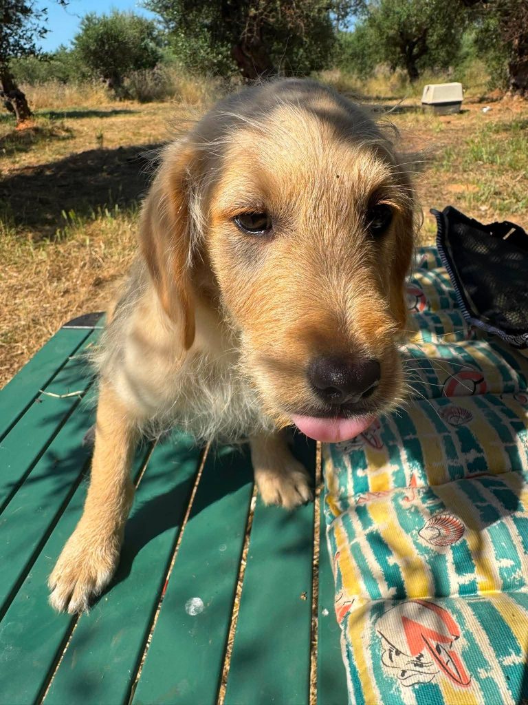 Tedi
