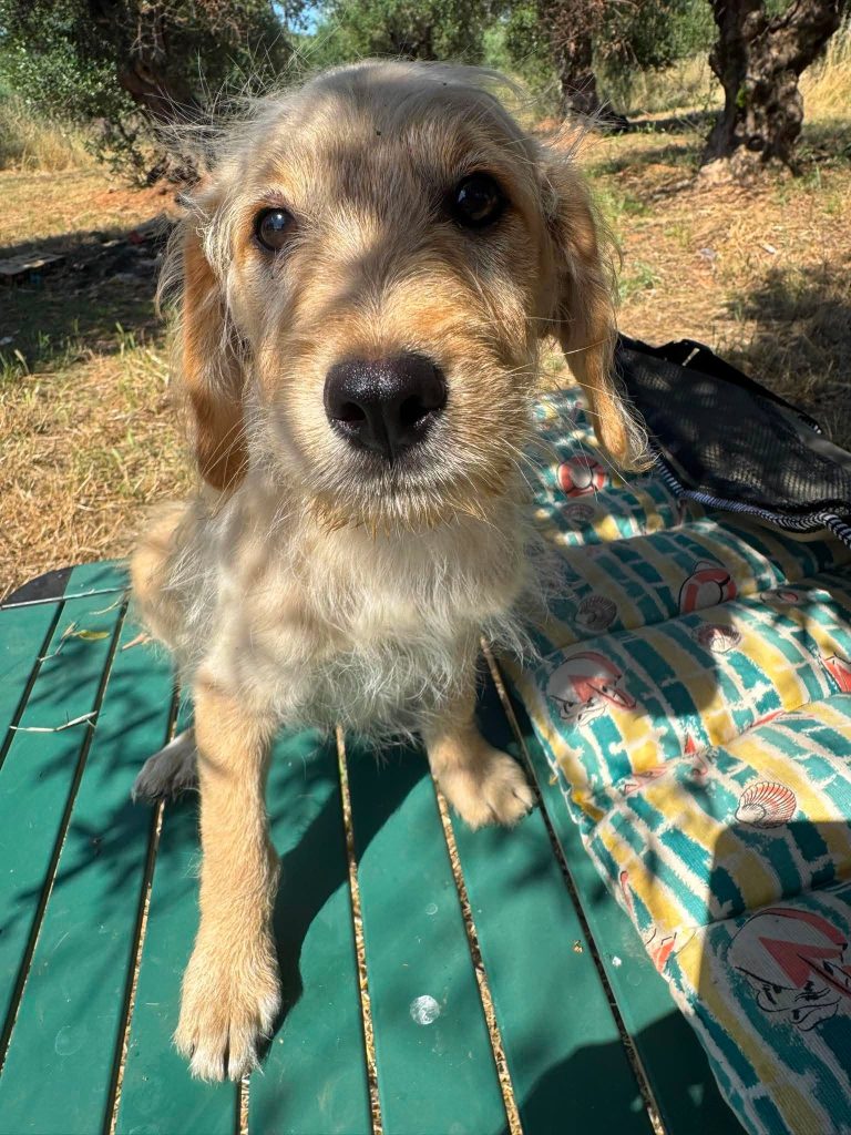 Tedi