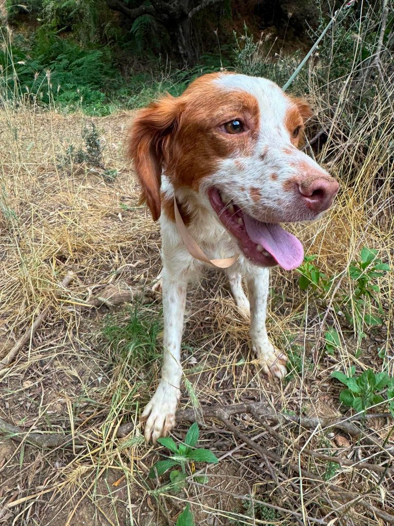 Polly