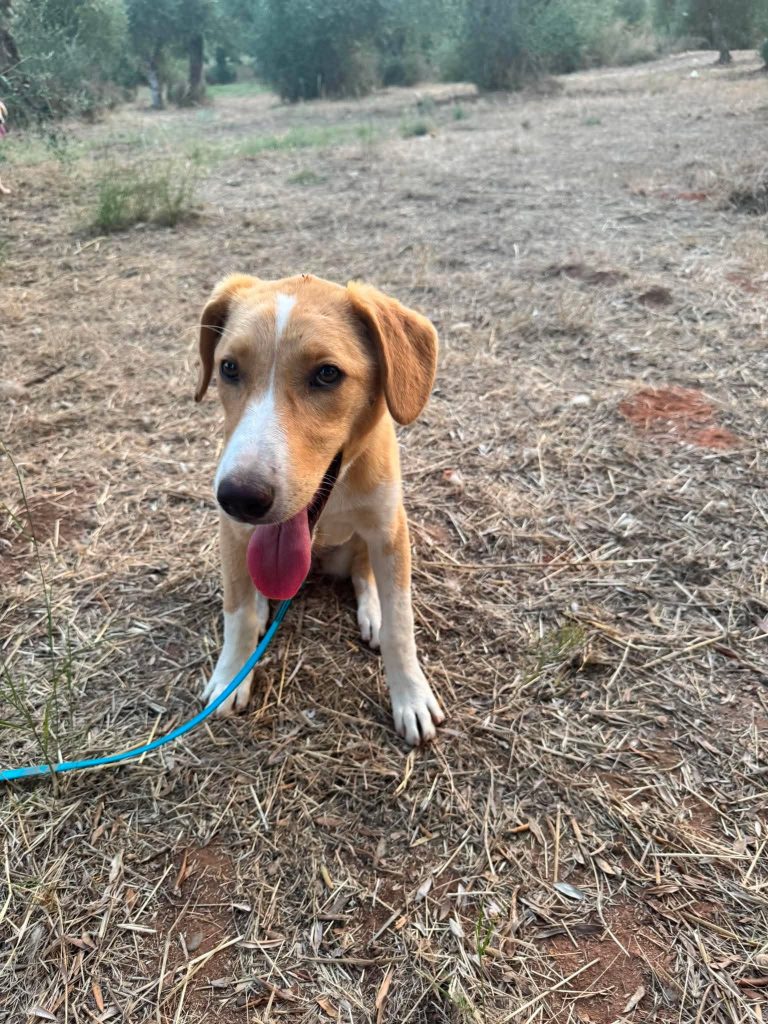 Daphne