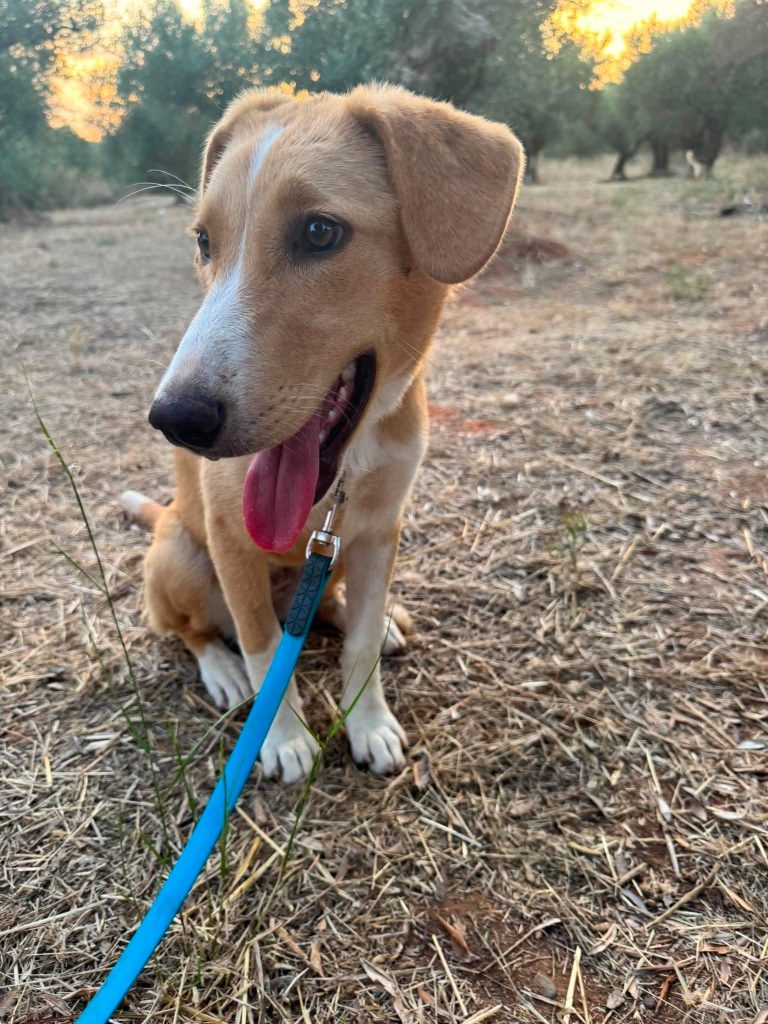 Daphne