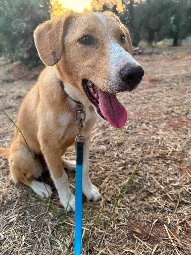 Daphne