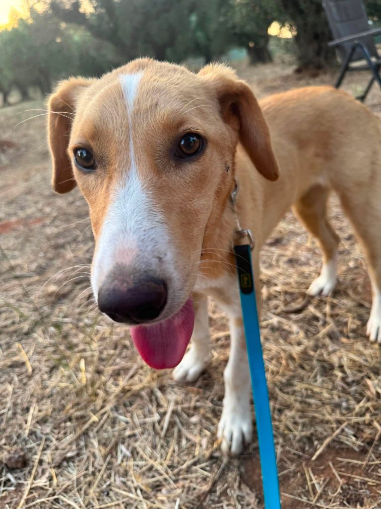 Daphne