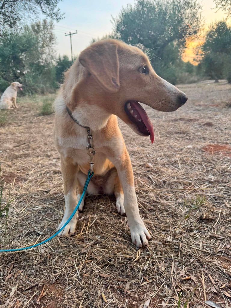 Daphne
