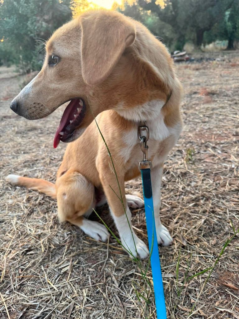 Daphne