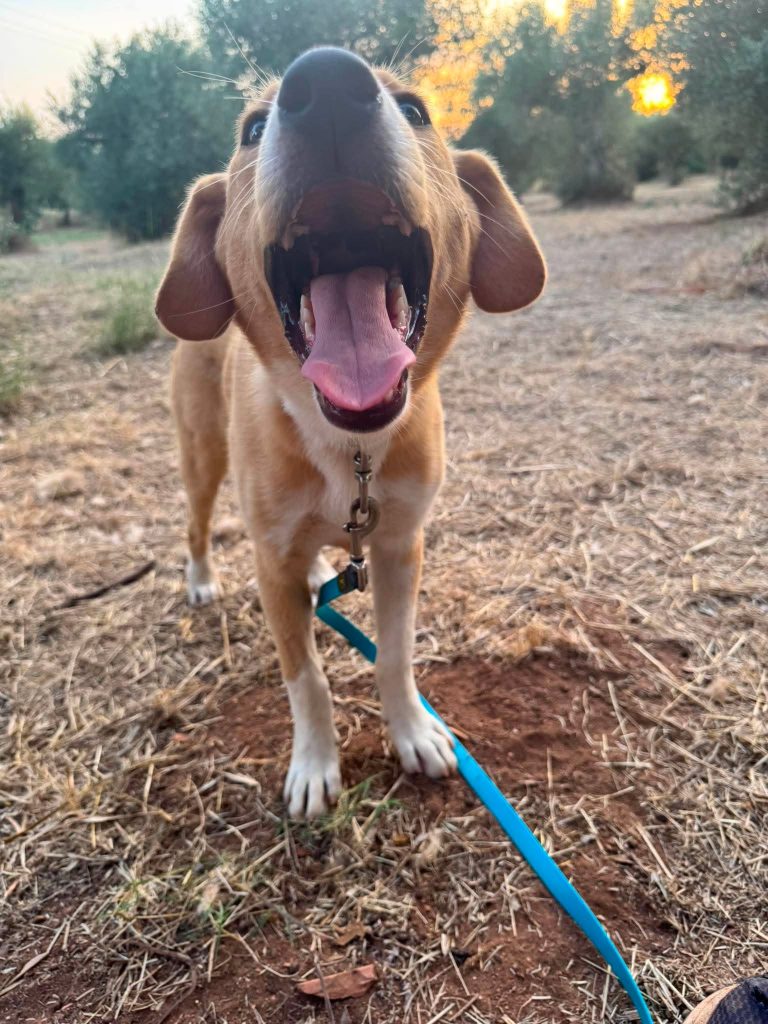 Daphne