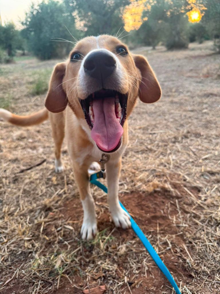 Daphne