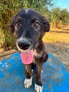 Starlight