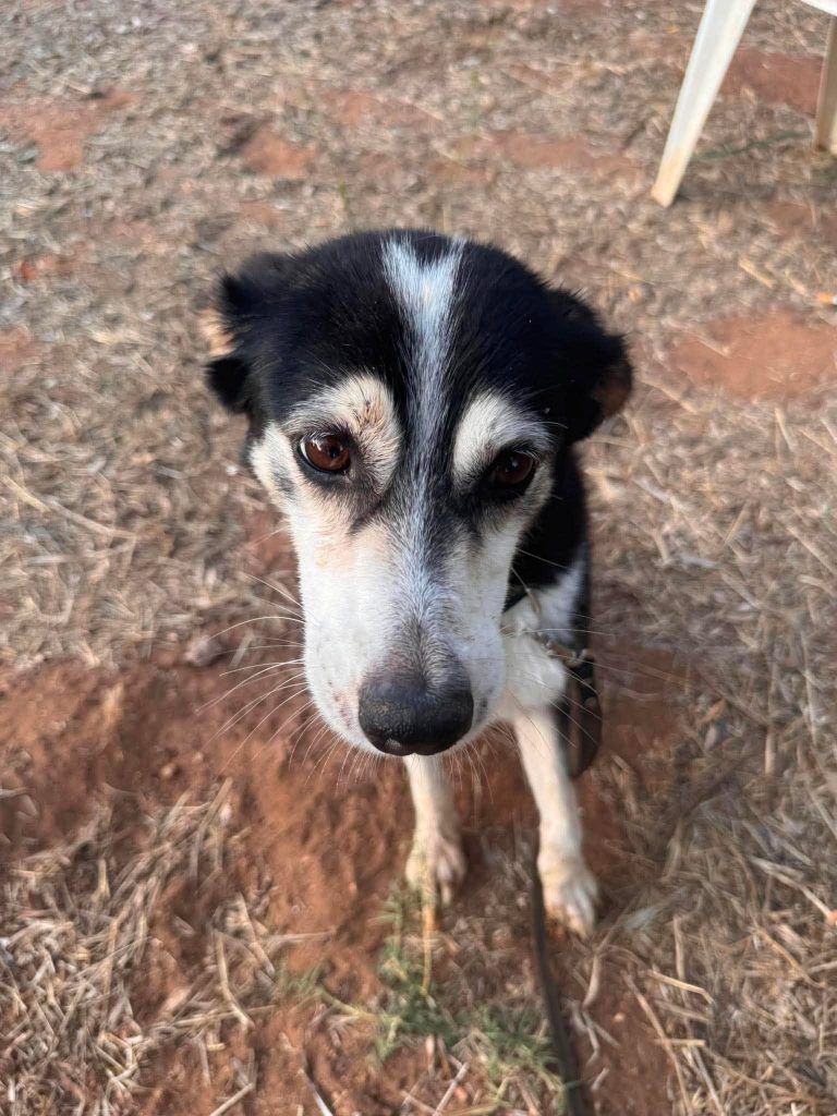 Laila