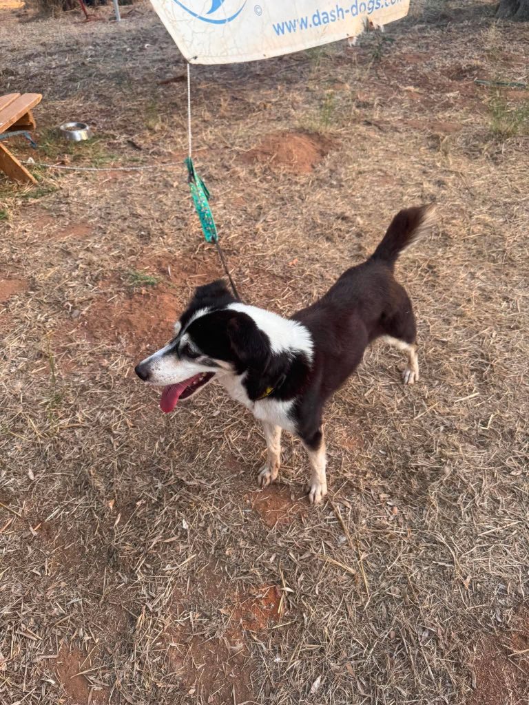 Laila