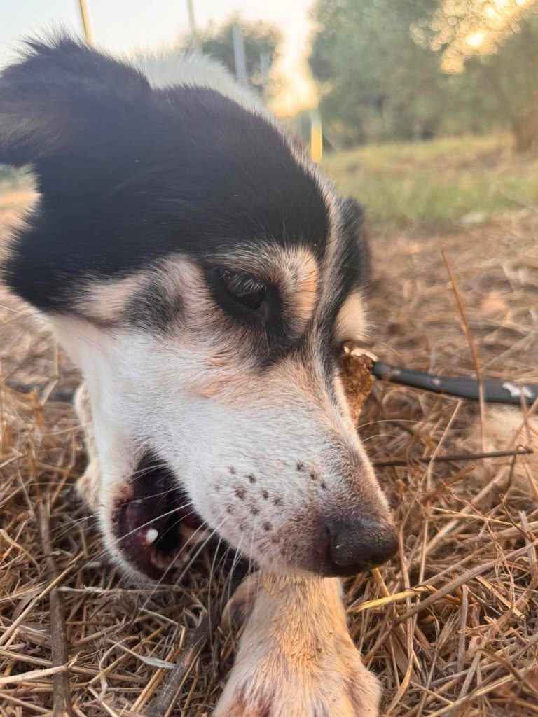 Laila
