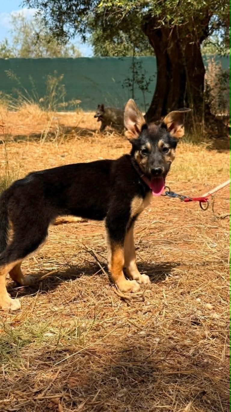 Bella