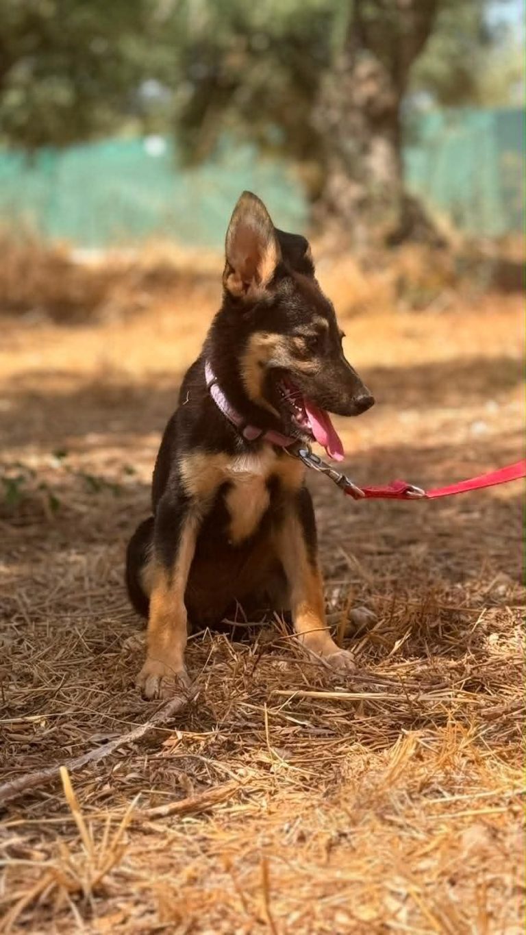 Bella