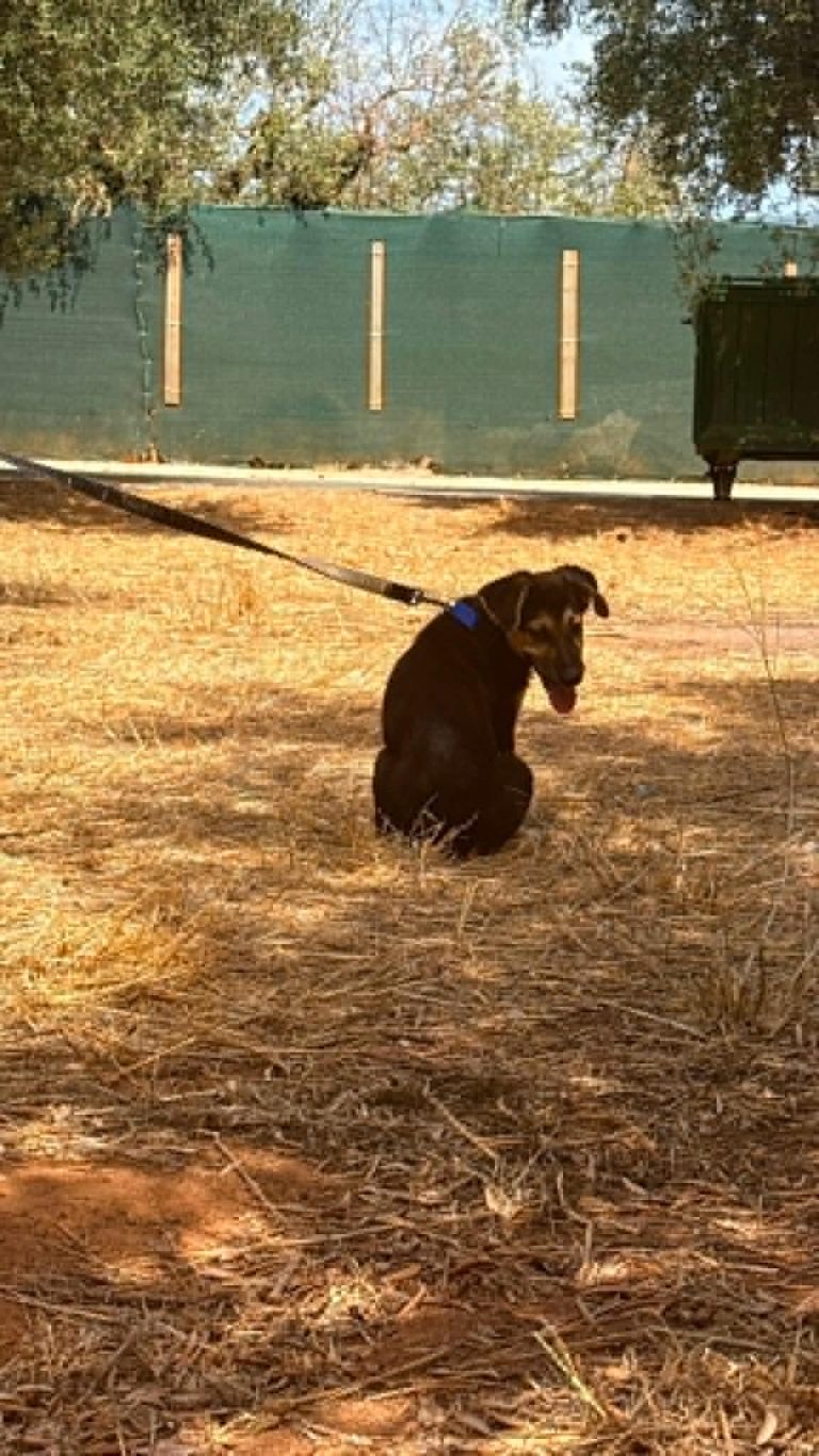 Benji