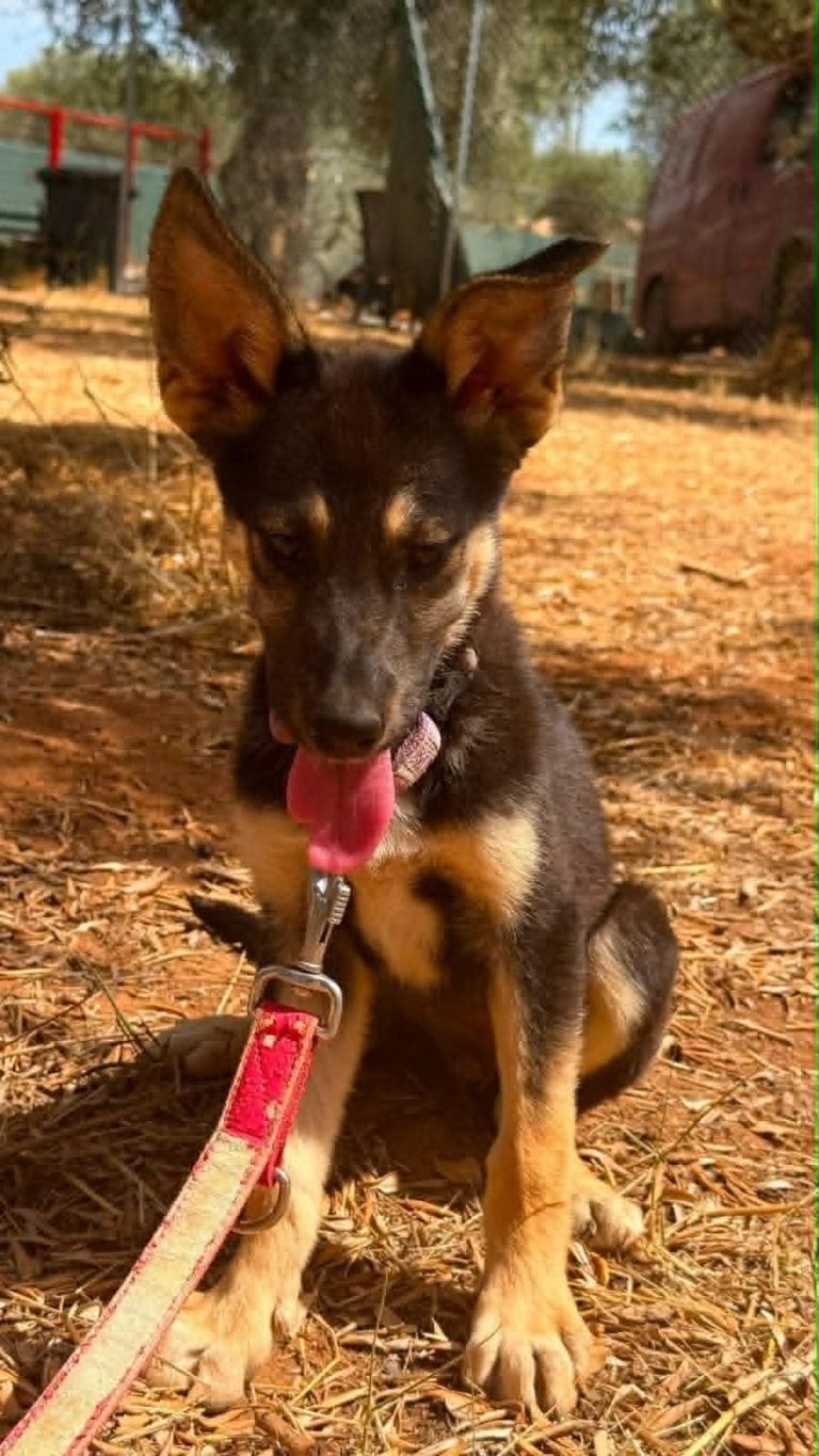 Bella